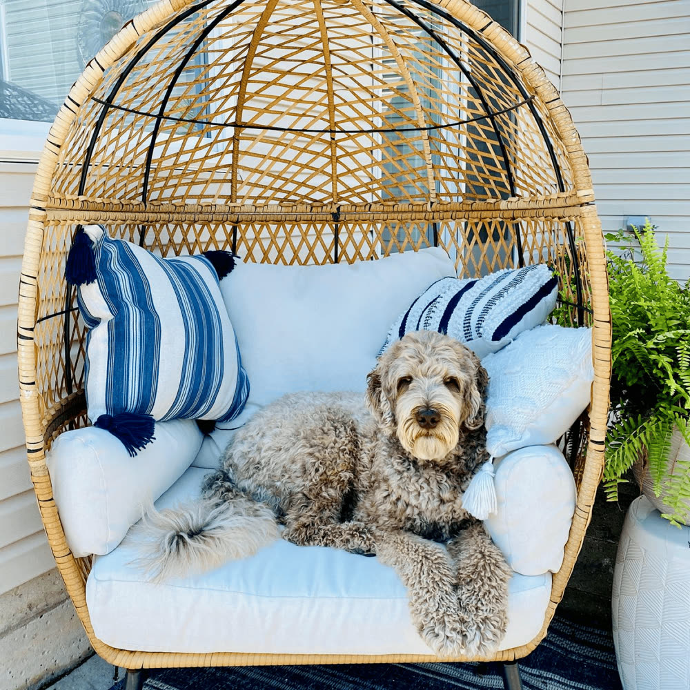 An Australian Labradoodle resting calmly in a chair